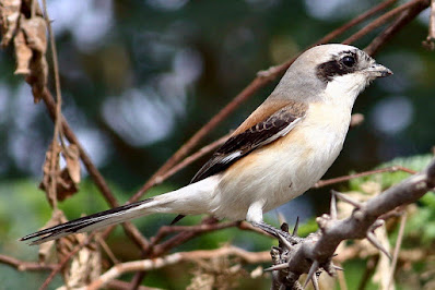 Bay-backed Shrike