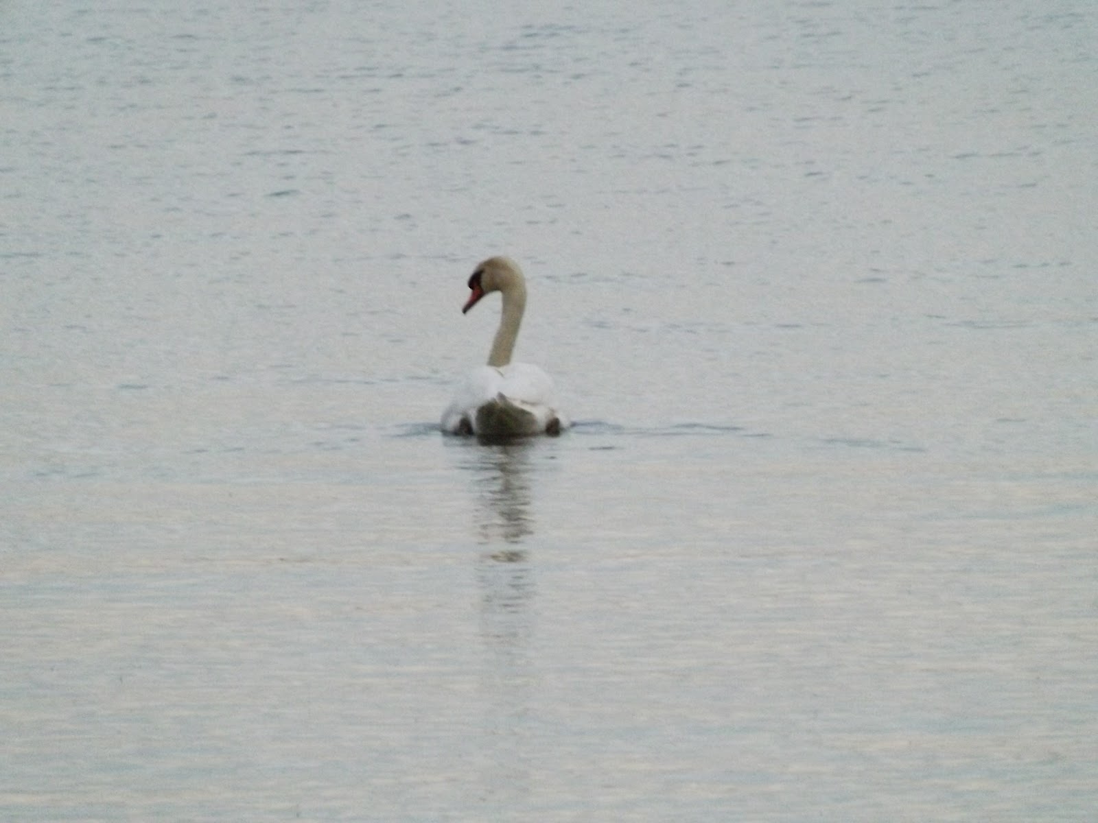 ... Cute Little Cygnets! : &gt; #Swans | Build Your Own House, Body and Life