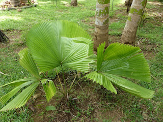 Licuala peltata var. sumawongii - Palmier éventail - Licuale de Sumawong