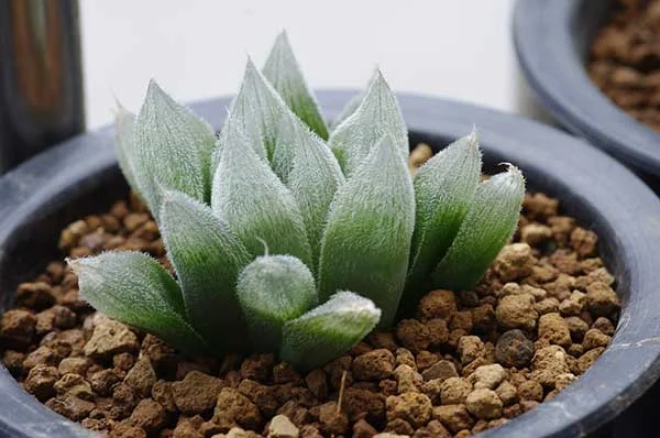 Dicas e cuidados sobre a Haworthia cooperi