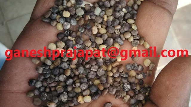 Guar seed prices are increasing in peak arrival period. , Guar, guar gum, Guar gum price, Guar gum export,  guar gum news, NCDEX guar gum price, Guar gum report, guar seed production, guar gum consultant, guar seed export, guar gum export from india 2017-2018 , guar, guar gum, guar gum news, Guar gum export-2017-2018, Guar gum export-from India during 2017-2018, Guar gum export data -2017-2018, Guar gum rate , NCDEX guar gum price,  guar gum export-2017, guar gum export-2018, guar gum demand-2017, guar gum demand-2018, guar gum production, guar gum cultivation, guar gum cultivation consultancy, Guar, guar gum, guar price, guar gum price, guar demand, guar gum demand guar seed production, guar seed stock, guar seed consumption, guar gum cultivation, guar gum cultivation in india, Guar gum farming, guar gum export from india, Fundamentally Guar seed and guar gum are very strong , Guar, guar gum, guar price, guar gum price, guar demand, guar gum demand, guar seed production, guar seed stock, guar seed consumption, guar gum cultivation, guar gum cultivation in india, Guar gum farming, guar gum export from india , guar seed export, guar gum export, guar gum farming, guar gum cultivation consultancy, today guar price, today guar gum price, ग्वार, ग्वार गम, ग्वार मांग, ग्वार गम निर्यात 2018-2019, ग्वार गम निर्यात -2019, ग्वार उत्पादन, ग्वार कीमत, ग्वार गम मांग, Guar Gum