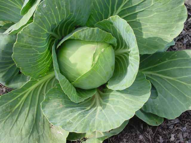 Nilai Kandungan Gizi Kubis  kembang kol cabbage