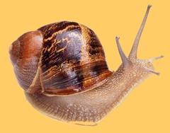 Garden Snail (Helix aspersa).