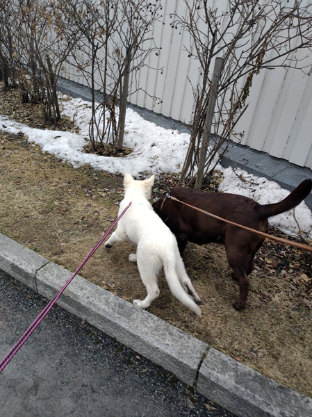 hvit gjeterhund labrador