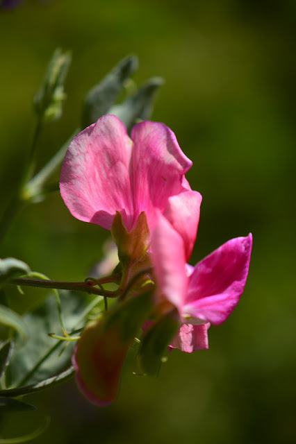 sweet peas, old spice mix, small sunny garden, desert garden, amy myers, photography