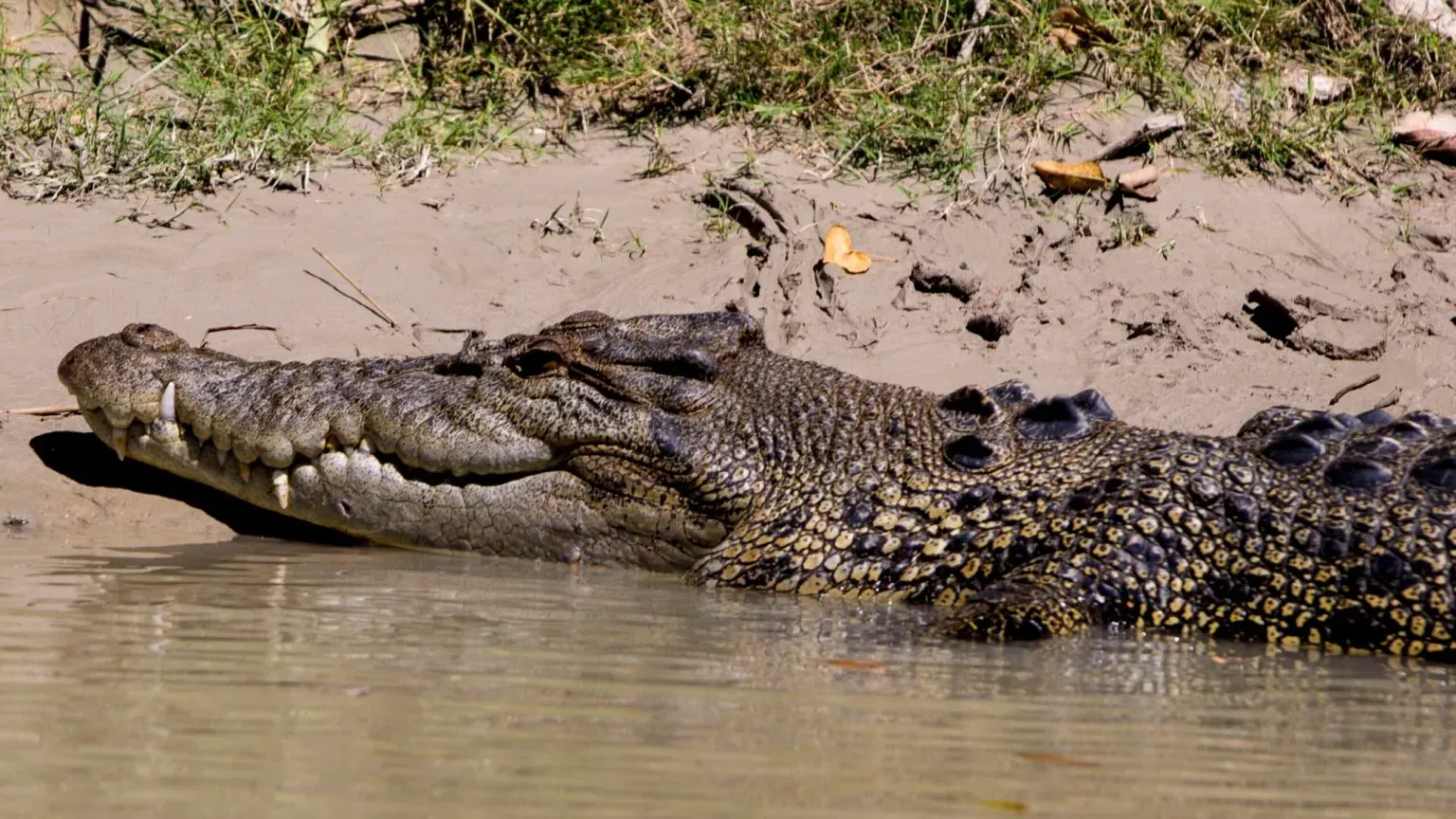 Estuarine Crocodile in Sundarban