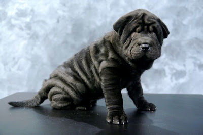 Shar Pei Puppy Pictures