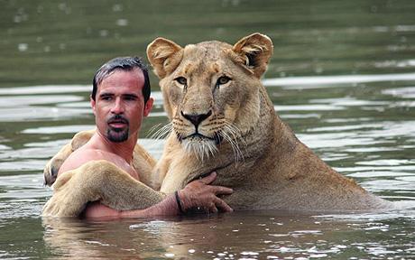 lion,lioness,world class animal,white lion,funny lion,lion kissing,cub,mammalia,animalia,chordata,leo,sleeping lion,lion hunting,dangerous animal