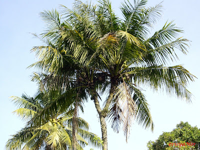 Pohon Kelapa Unik Kelapa Bercabang Dua