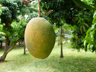 Mangifera indica - Manguier - Mangue