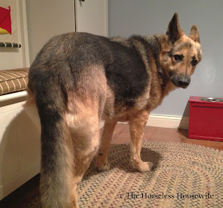 dog de-shedding, german shepherd