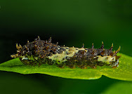 Papilio demoleus larva