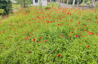 So many poppies, such a beautiful sight