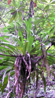 Image of an epiphyte in Hong Kong.