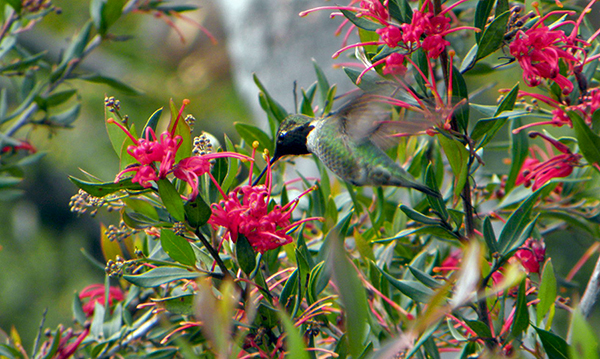 Protea with Black-Chinned Hummingbird