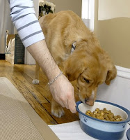 Dog Feeding Tips