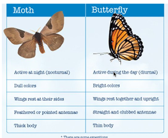 https://answersingenesis.org/kids/bugs/moth-and-butterfly-differences/