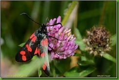 Draycote Meadows - June