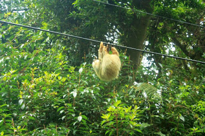 Perezoso en Costa Rica