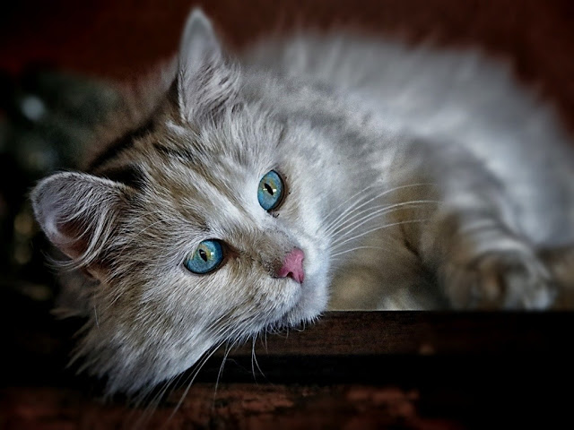 140+ Cute Cat Images | Cat Wallpaper free download HD