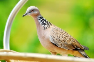 burung tekukur