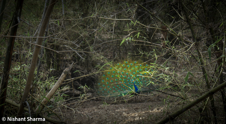 In the vibrant tapestry of India's rich wildlife, few creatures command attention quite like the Indian Peacock (Pavo cristatus). With its resplendent plumage, mesmerizing displays, and cultural significance, the Indian Peacock stands as a symbol of beauty, grace, and timeless allure. Join us as we embark on a journey to explore the captivating world of the Indian Peacock and uncover the secrets of its majestic presence.