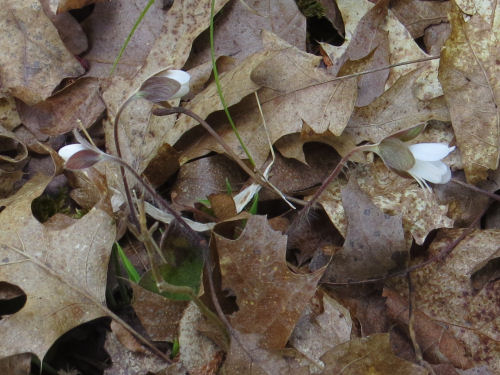 hepatica