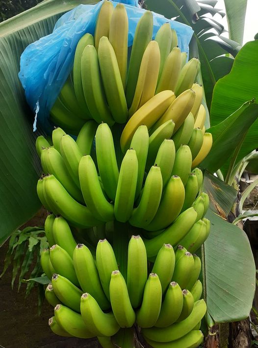 pisang cavendish matang