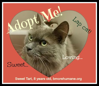 Sweet Tart is a gray long-haired cat in need of a home. Currently at Baltimore Humane Society.