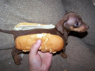 A Hot Dog Dog. resembling a shortlist of