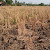 Akibat Kemarau, Ribuan Hektar Sawah di Karawang Gagal Tanam