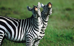 funny animal pictures, smiling zebras