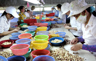 Peluang Usaha Kacang Mete