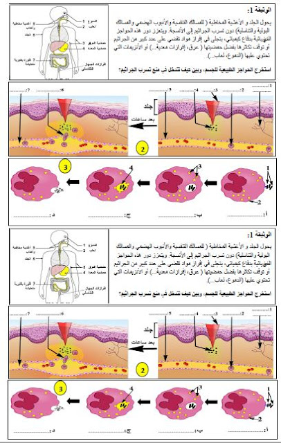 بطاقة العمل بالافواج للاستجابة المناعية اللانوعية علوم طبيعية للسنة الرابعة متوسط الجيل الثاني