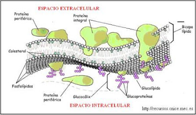 estructura de la membrana plasmática