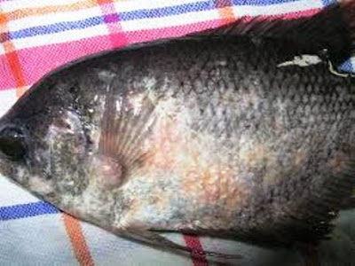 Berbagai Jenis Penyakit Yang Menyerang Ikan Hias 