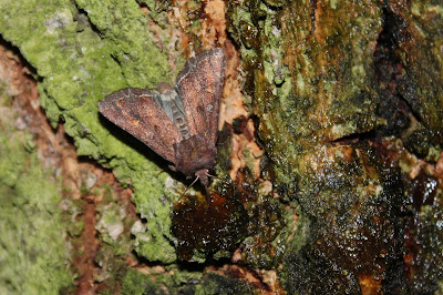 Groente-Uil - Grienteûltsje - Lacanobia aleracea