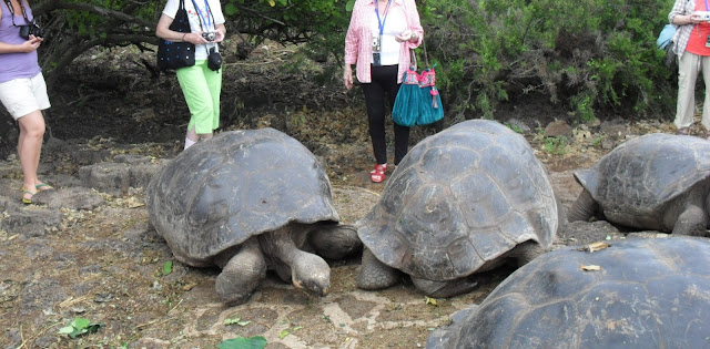 giants tortoises of galapagos