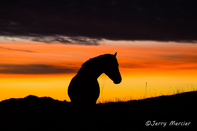 Jerry Mercier, mercier, jerry, images, photos, photography, wild horse, horse, horses, wild, feral, silhouette, wild horses, north dakota, theodore roosevelt national park, sunset, sky, silhouettes, clouds, sky