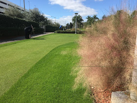 Muhlenbergia capillaris golf course