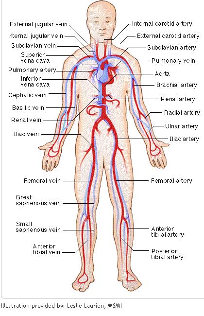 circulatory system pictures. simple circulatory system