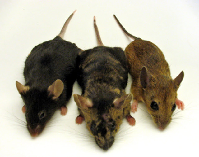 Resultado de imagem para ratos de esgoto