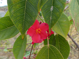 Pignon d'Inde - Médicinier-guitare - Jatropha-Fleur - Epicar - Jatropha integerrima 