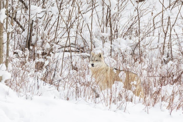 A pack of Arctic Wolves walking across a snowy tundra