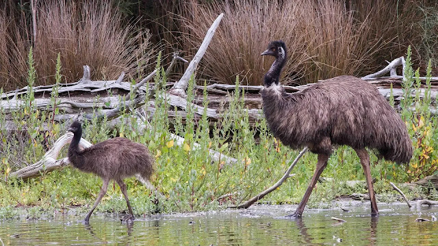 Emus