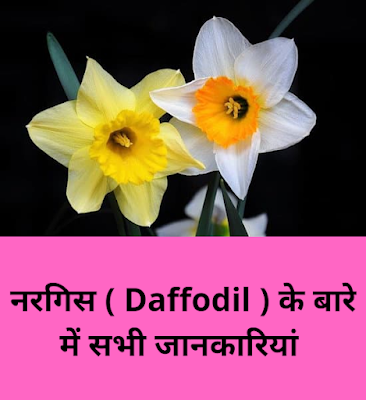 नरगिस के फूल | Daffodil flower in Hindi | Nargis