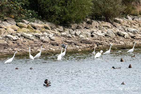 Great white egret