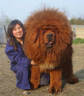 19. À première vue, cela pourrait ressembler au Roi Lion, mais ce n'est en réalité qu'un mastiff tibétain géant. (© Gar1986 / Reddit)