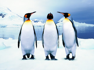 Penguins Singing wallpaper