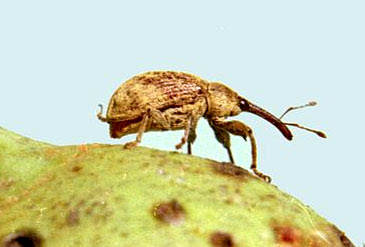 Boll Weevil, Pemusnah Kapas yang Sulit Diberantas